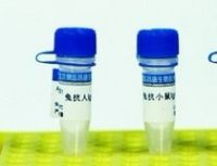 髓系/淋巴或混合型白血病11抗体0.2ml/200μg