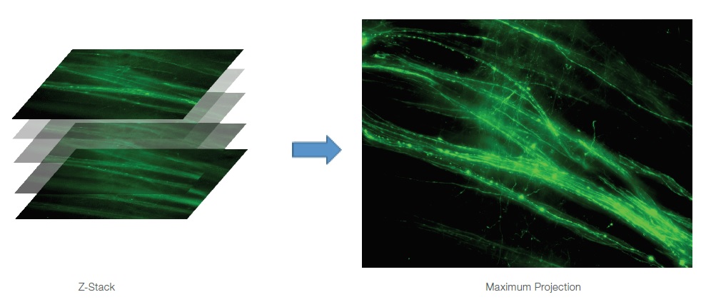 EVOS M5000活细胞荧光成像系统