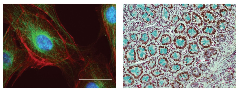 EVOS M5000活细胞荧光成像系统