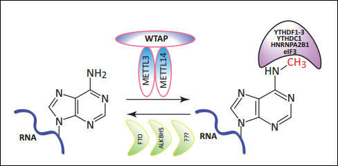 RNA甲基化研究，其实没那么难！