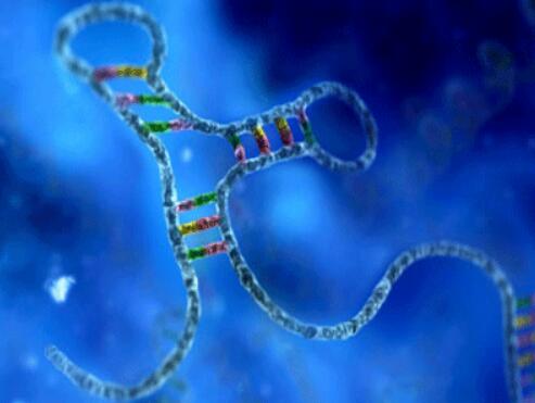 柱式真菌 RNA-DNA 双提试剂盒50 次规格