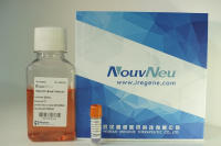 NouvNeu™ 科研级人源神经干细胞（hNSC）细胞株