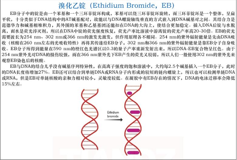 溴化乙锭溶液 ,10 mg/mL1.5mL价格
