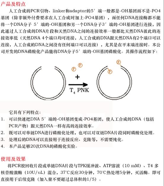 DNA 磷酸化试剂盒20 次规格