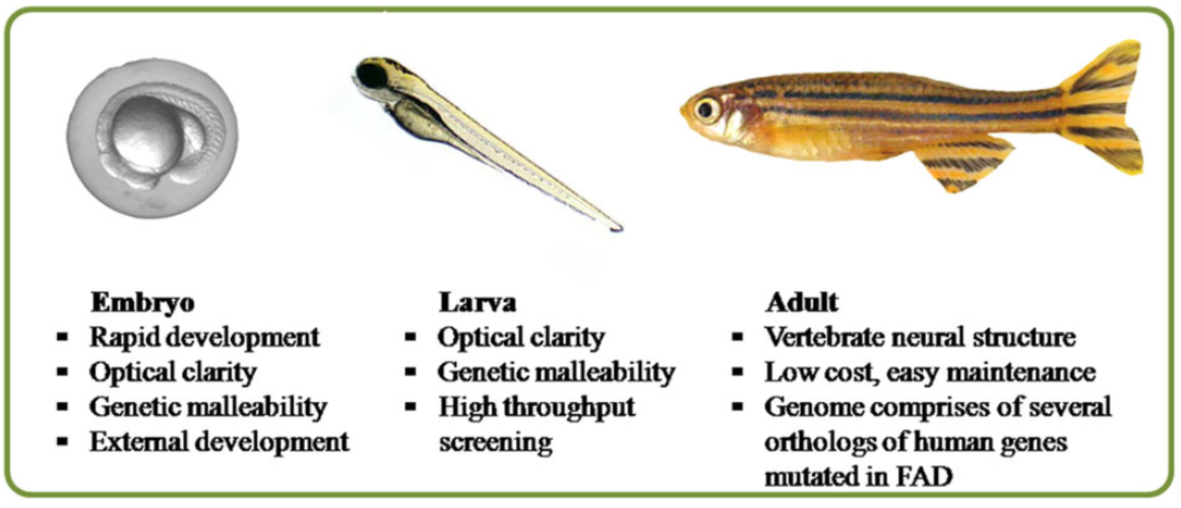 研究人类神经系统疾病的强大脊椎动物模型
