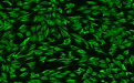 猪骨骼肌细胞 /免疫荧光鉴定/镜像绮点（Cellverse）