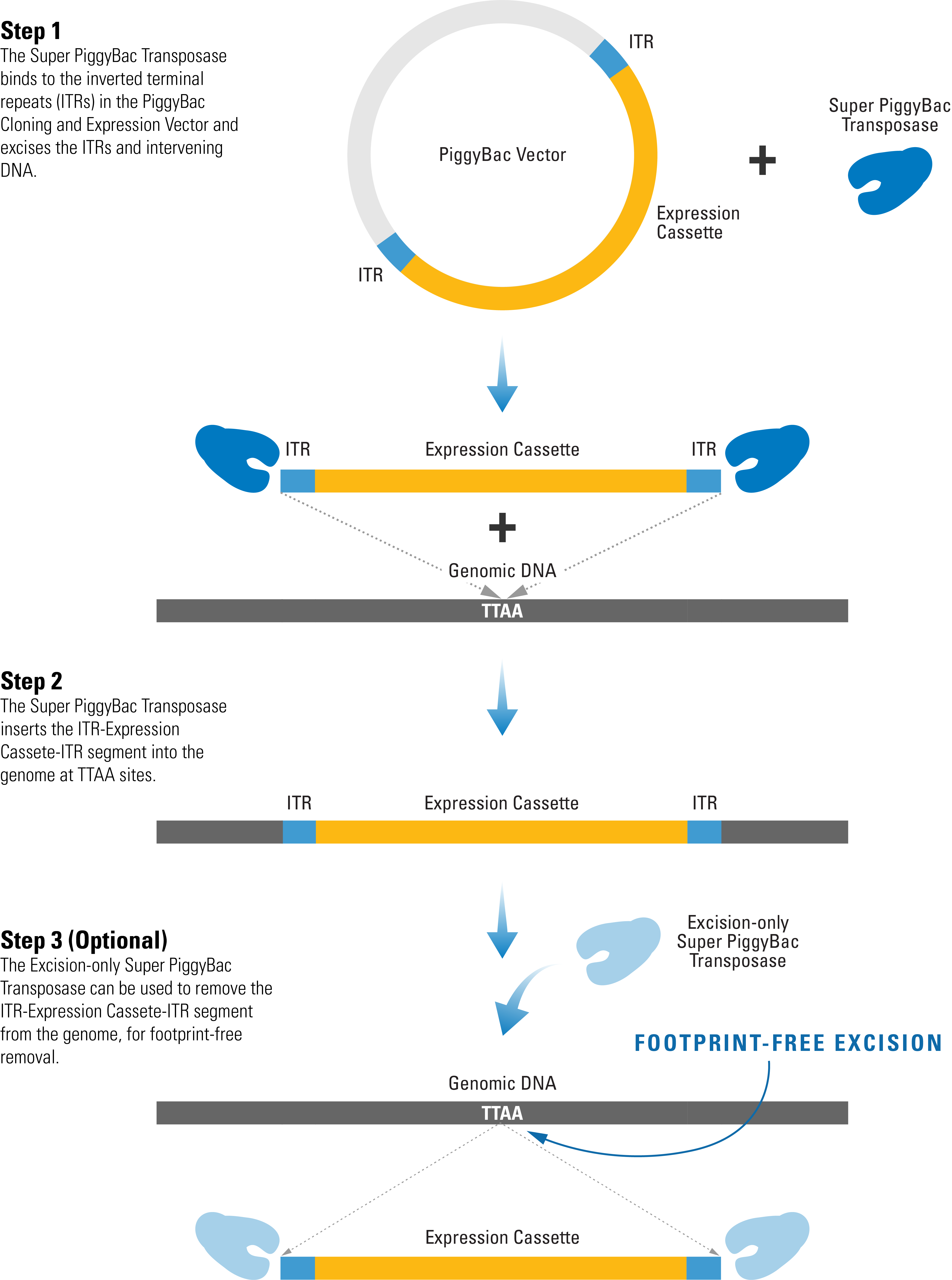 PBEF1MCSIRESNeo cDNA cloning and expression vector价格_品牌System