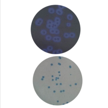 HiDtect大腸桿菌顯色和熒光雙重鑒定紙