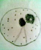 刺孢小单孢菌绛红变种规格