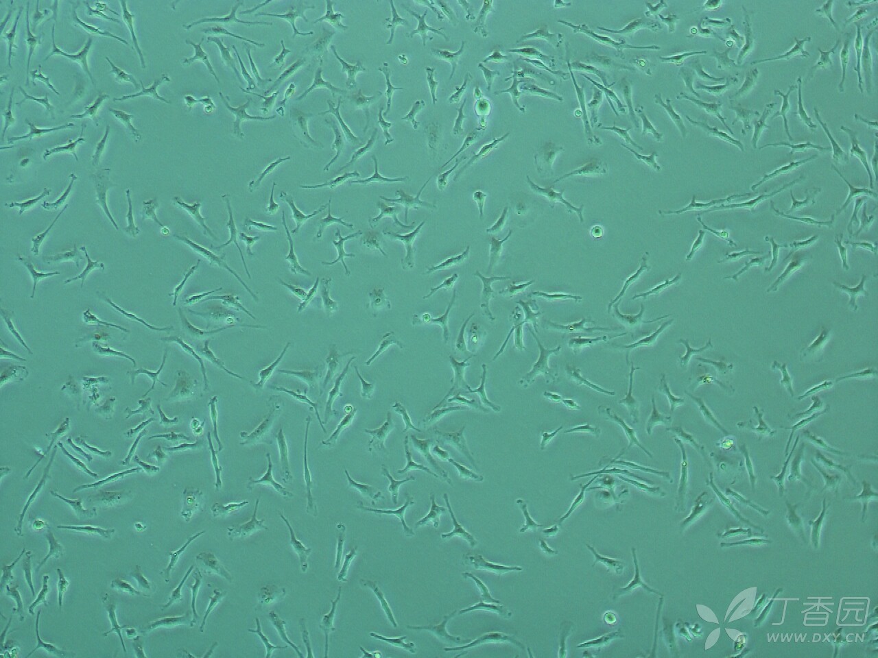 细胞技术讨论版 -丁香园论坛