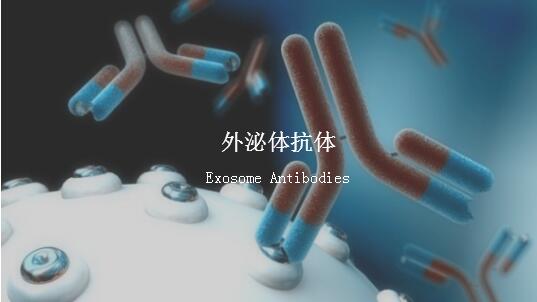 Purified Anti-human Alix Antibody