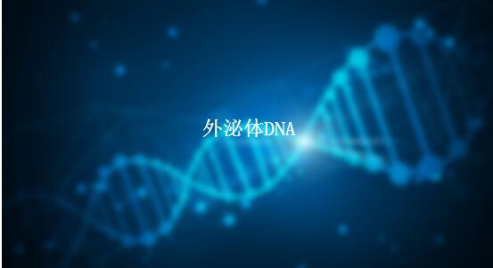 外泌体DNA分离试剂盒