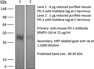 InVivoMAb anti-mouse PD-1 (CD279)