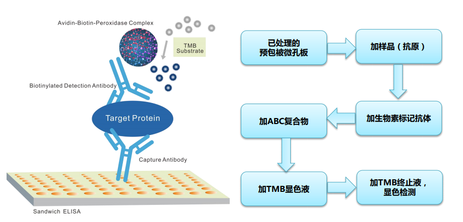 小鼠脂氧素A4(LXA4)检测试剂盒