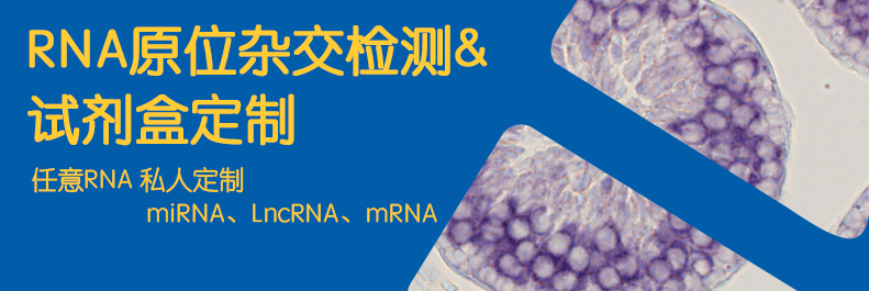 RNA原位雜交