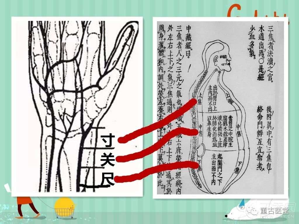 看图学脉诊，基础问题篇 - 丁香园论坛