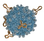 RNA免疫沉淀/RIP