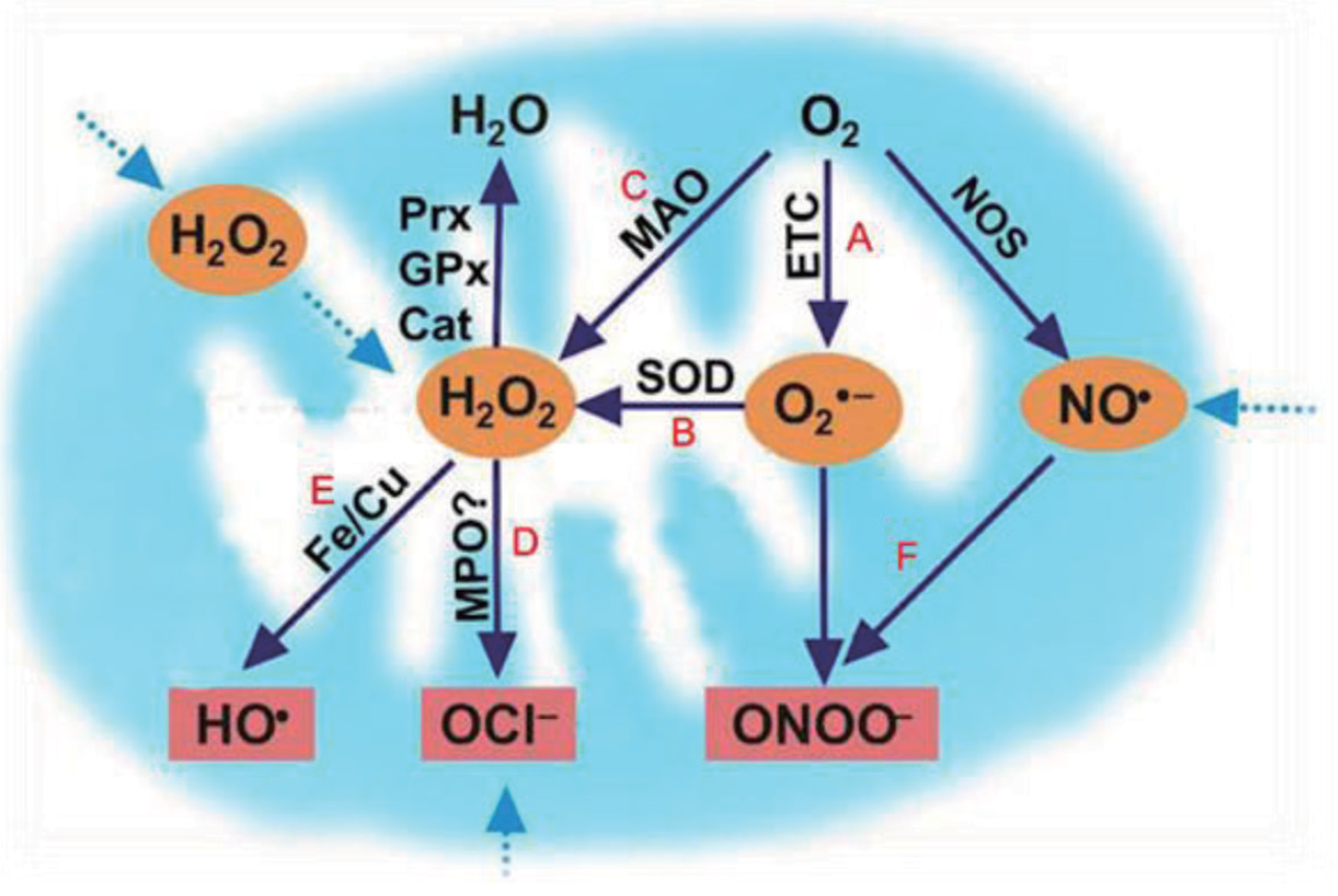 细胞内活性氧 ROS 的检测