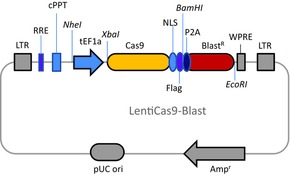 CAS9BST CAS9 Blasticidin Lenti Plasmid