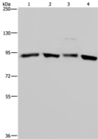 Anti-HSP90AA1 antibody
