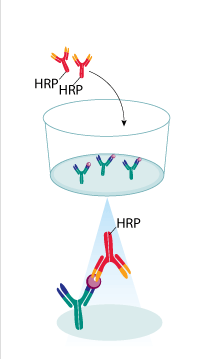 小鼠幽门螺旋杆菌抗体(IgG)检测试剂盒