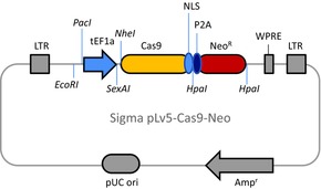 CAS9NEO Cas9 Neomycin Lenti Plasmid