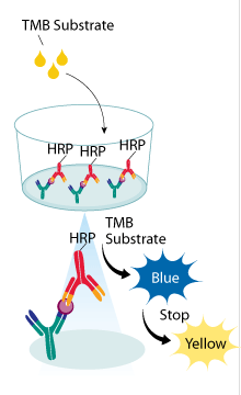 小鼠幽门螺旋杆菌抗体(IgG)检测试剂盒