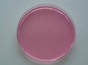 月桂基硫酸盐胰蛋白胨肉汤(LST)含倒管液体