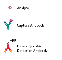 小鼠胰岛素样生长因子结合蛋白1(IGFBP-1)检测试剂盒