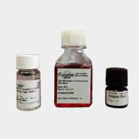 成脂分化培养基，人间充质干细胞成脂诱导试剂盒