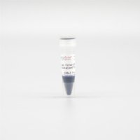 WJ101L 双色预染蛋白Marker 15KD~150KD(250μl×10)