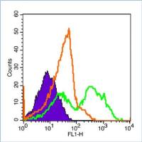 FITC标记的DNA结合抑制因子1抗体
