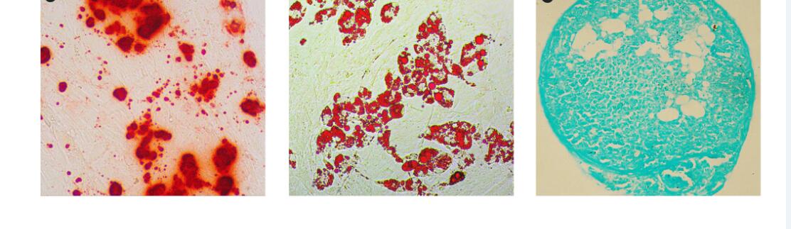 新品-人间充质干细胞分化试剂盒