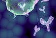 GFP 标签抗体