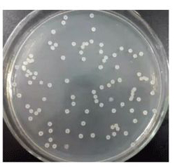 北纳创联酸土脂环酸芽孢杆菌