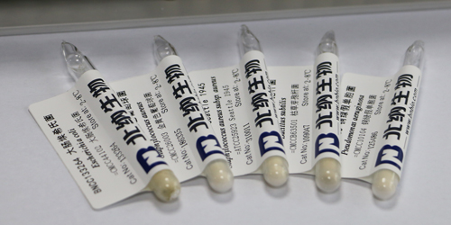 北纳创联绳状青霉