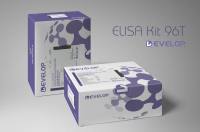 大鼠垂体腺苷酸环化酶启动肽(ADCYAP1) ELISA Kit