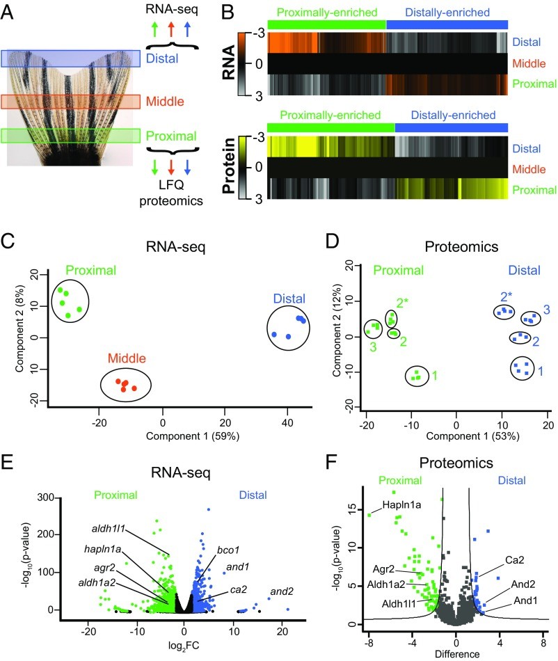 【文献解读】转录组、蛋白质组、代谢组联合分析斑马鱼尾鳍再生机制