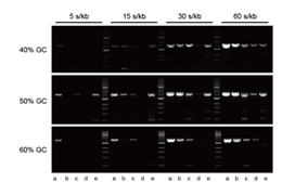 强力Hieff® Robust PCR master mix