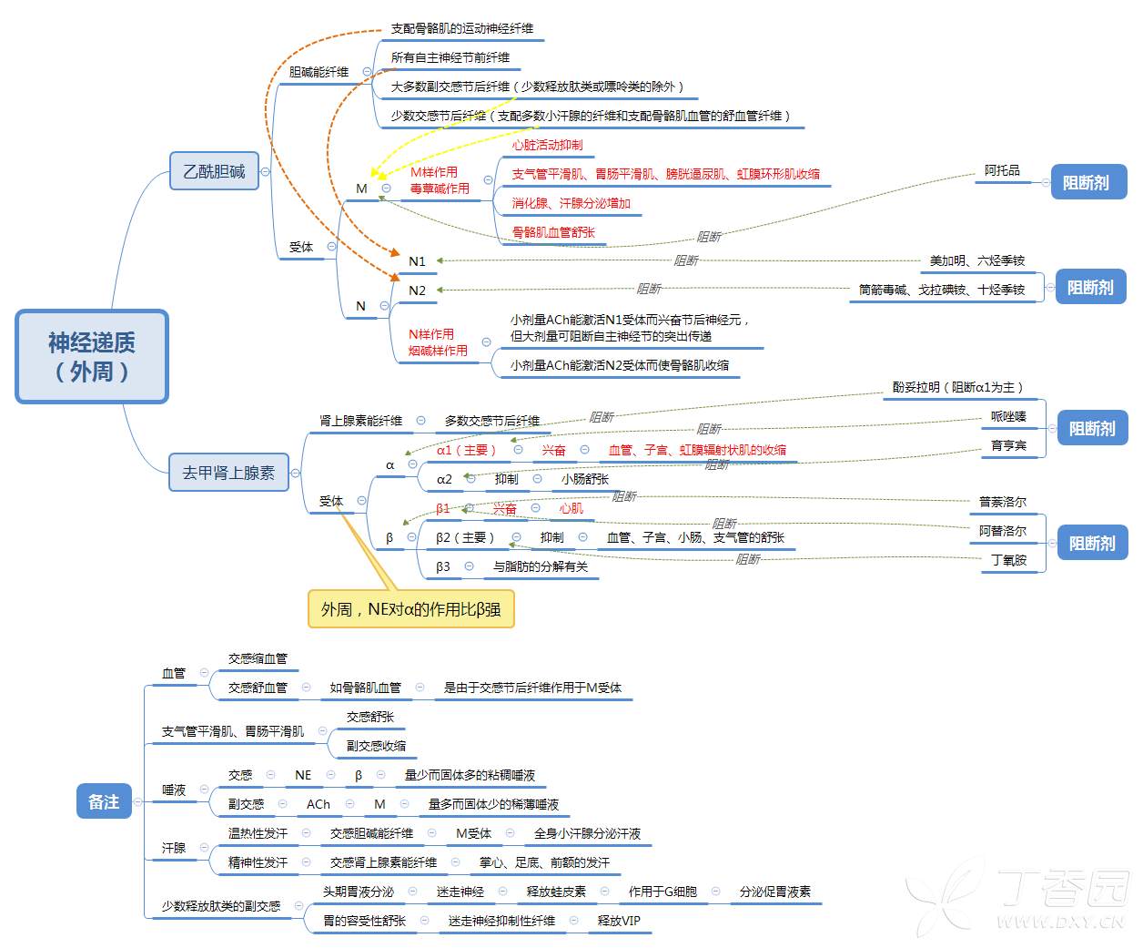 【思维导图】【生理学】一图掌握胆碱能纤维,肾上腺素能纤维(外周神经
