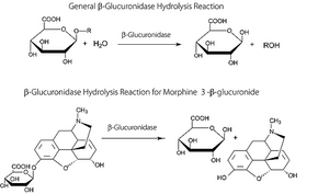 G7396 β-葡萄糖醛酸酶 来源于大肠杆菌