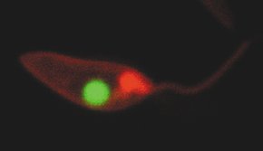 PKH26GL PKH26 Red Fluorescent Cell Linker Kit for General Cell Membrane Labeling
