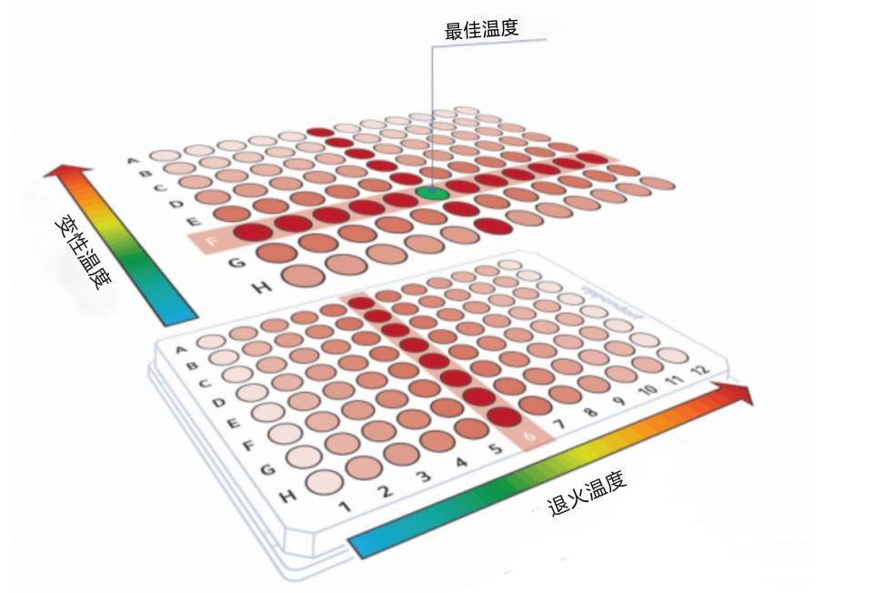 柏恒智能二维梯度基因扩增仪新品体验活动月火爆来袭