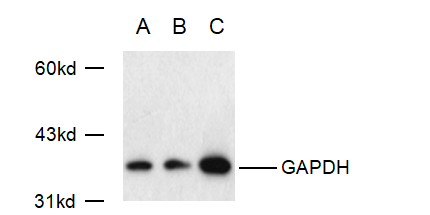 GAPDH鼠单抗