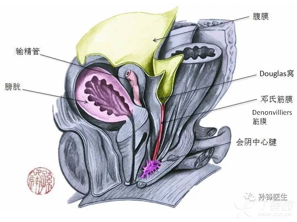 前列腺解剖及功能