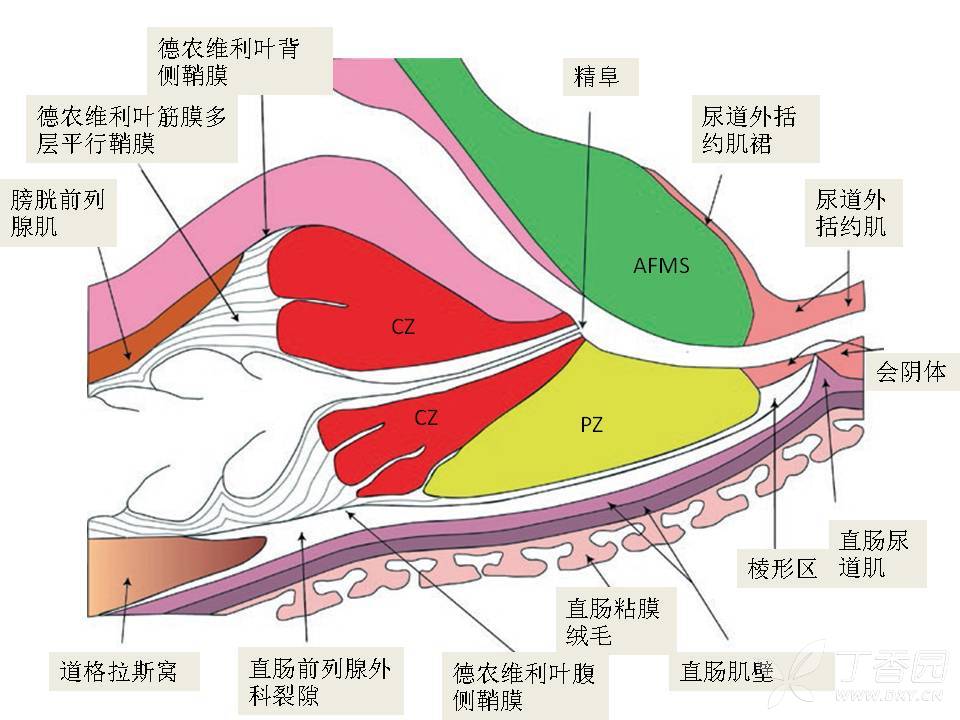 前列腺解剖及功能 - 影像医学和核医学讨论版 -丁香园论坛