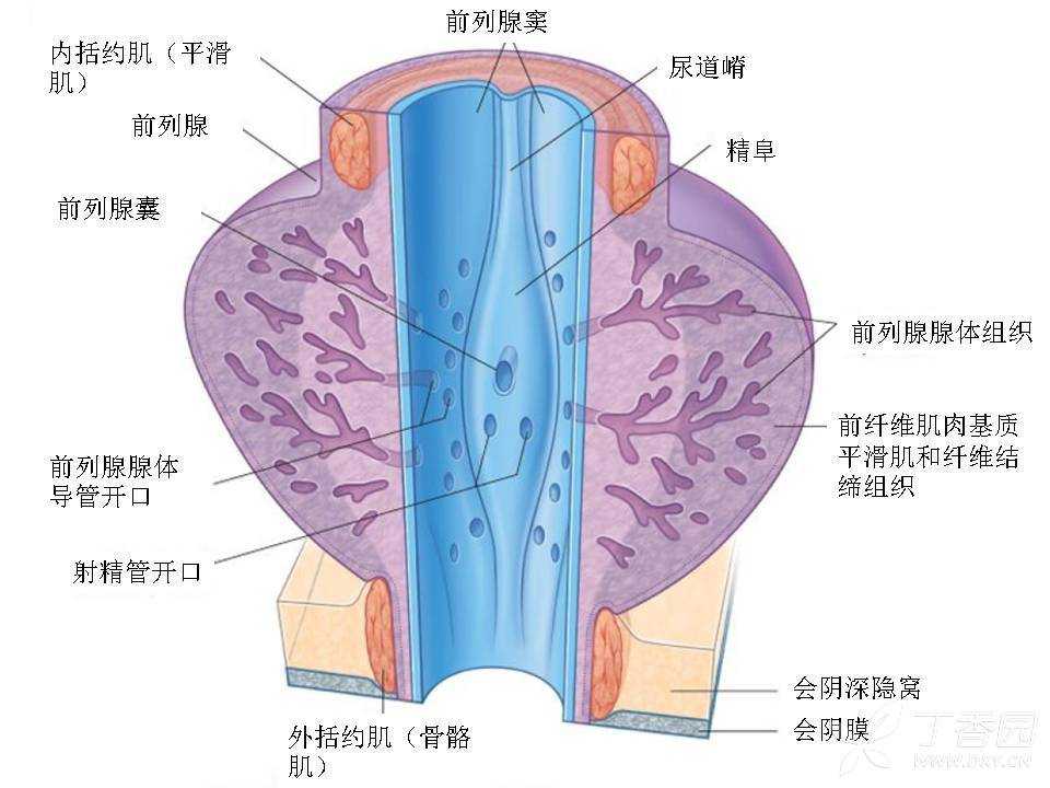前列腺解剖及功能 