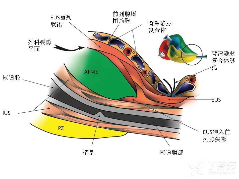 前列腺解剖及功能 - 影像医学和核医学讨论版 -丁香园论坛