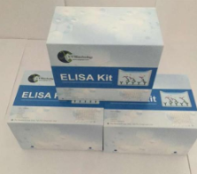 Human MAS1 ELISA Kit