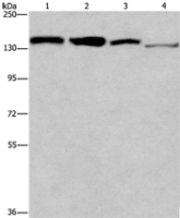 Anti-RAD54L2 antibody